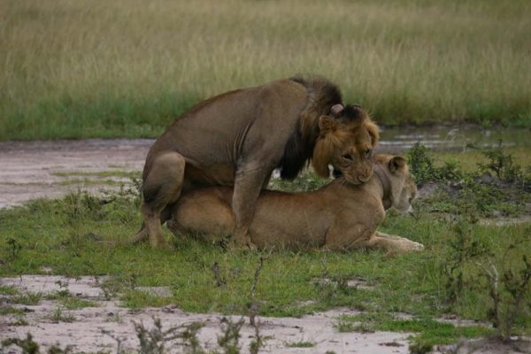 Lions Mating_aKAGERA np rWANDA