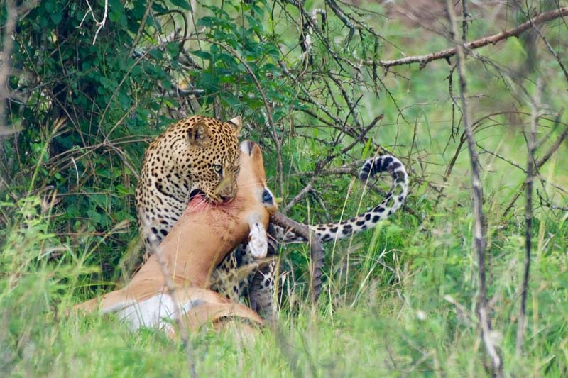 Leopard killing 20 Jan 19_Akagera NP Rwanda