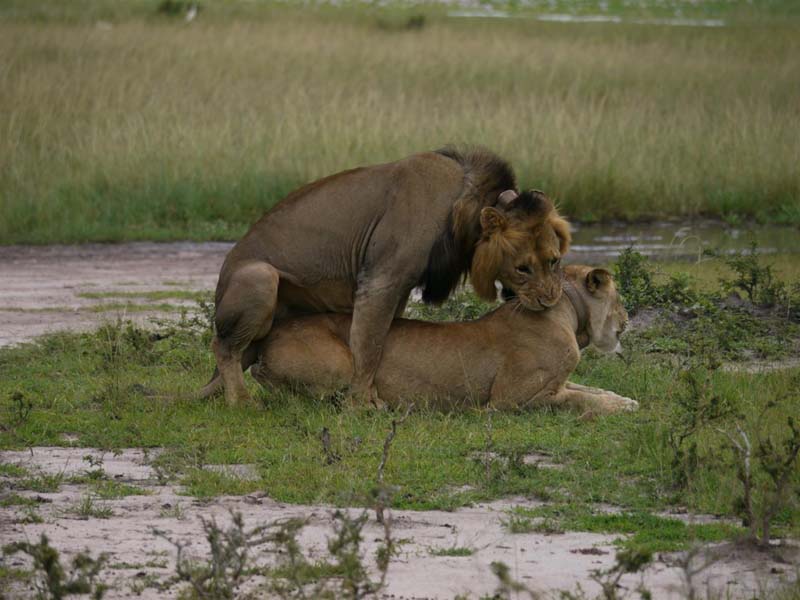 Lions Mating_aKAGERA np rWANDA