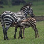 Zebra feeding_Akagera NP-Rwanda
