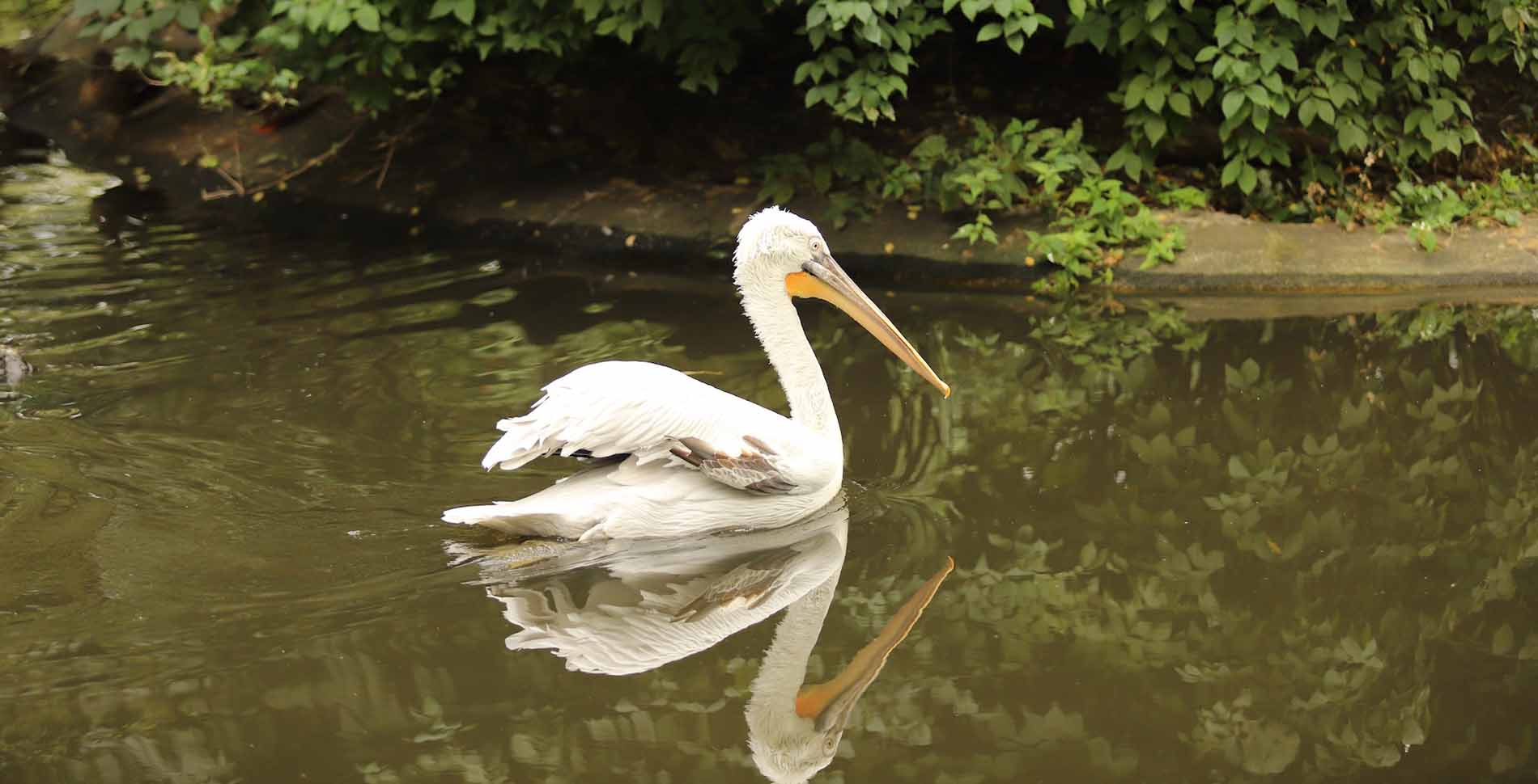 pelican-bird-kigali