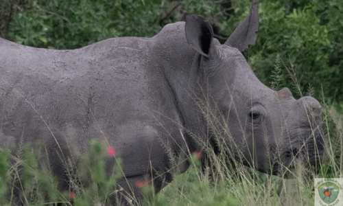 7 Days Safari and Primates Tour in Rwanda and Uganda3
