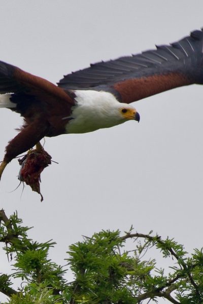 African Fish Eagle_Akagera NP-Rwanda