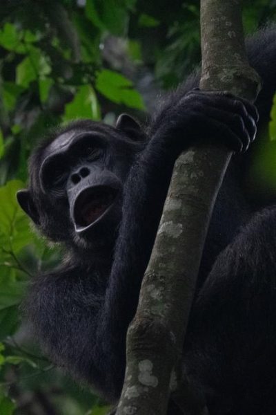 Chimpanzee-Nyungwe NP