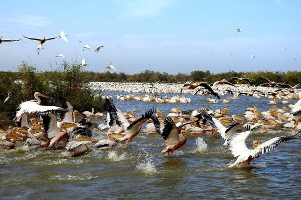 Djoudj-National-Park-Birds-Flock