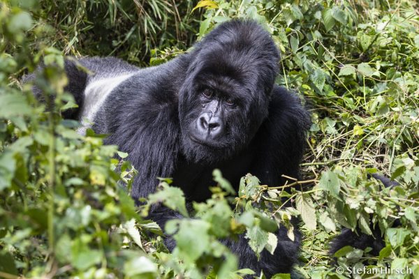 Eastern-Mountain-Gorilla--beringei