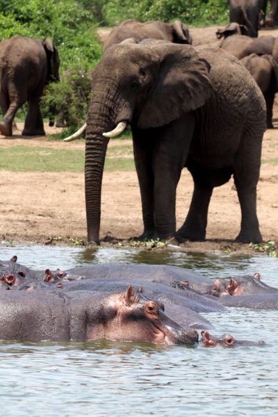 Elephant-Hipo-Safari-Qeen-Elizabeth-Uganda
