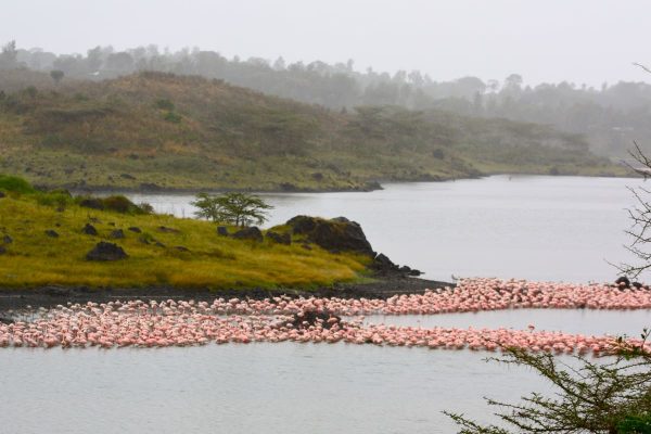 Flamingos_at_Arusha_Park