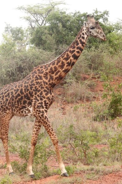 Giraffe-Akagera-NP
