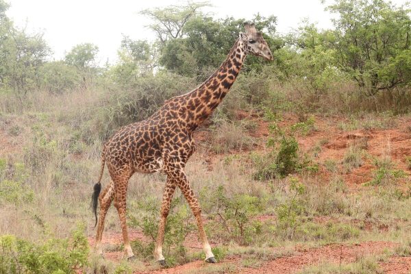 Giraffe-Akagera-NP