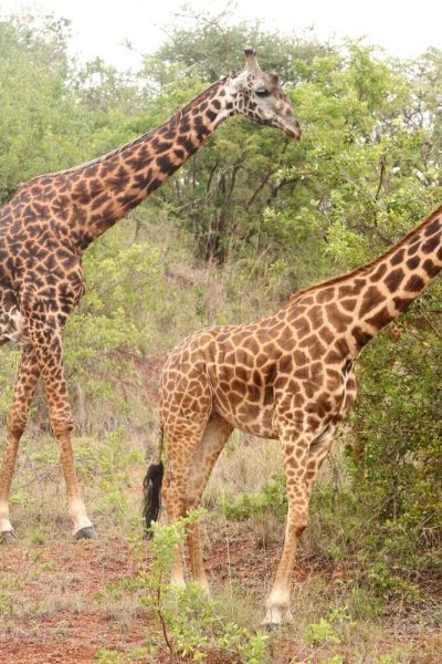 Giraffe Giraffe