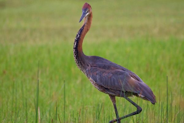 Goriath-Heron-Rwanda-Birding