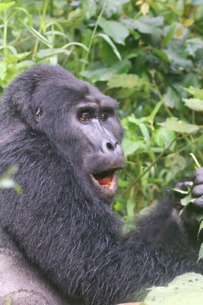 Gorilla-Trekking-Bwindi-Uganda