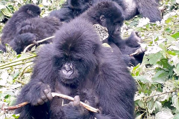 Gorillas-Trekking-Rwanda-Uganda-by-Louise