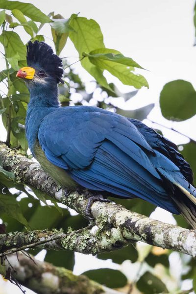 Great Blue Turaco (Corythaeola cristata) – Rwanda Birding Great Blue Turaco