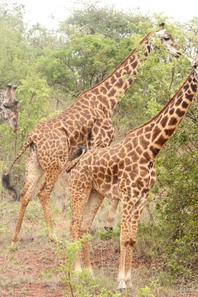 Giraffe Giraffe