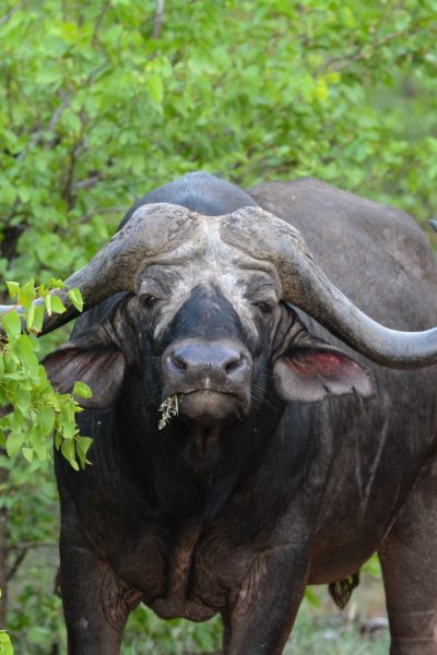 Namibia-Botswana-Zambia-Birding-1