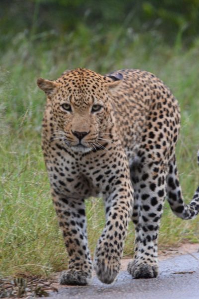 Namibia-Botswana-Zambia-Birding-3