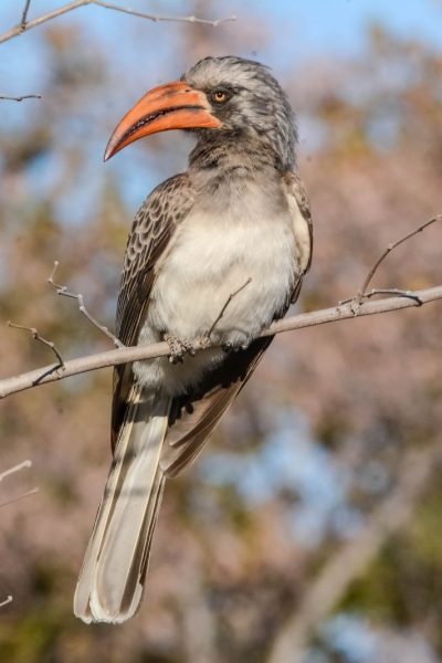Namibia-Botswana-Zambia-Birding-6