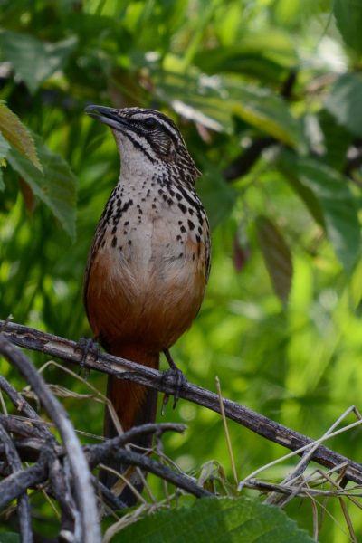 Namibia-Botswana-Zambia-Birding-9