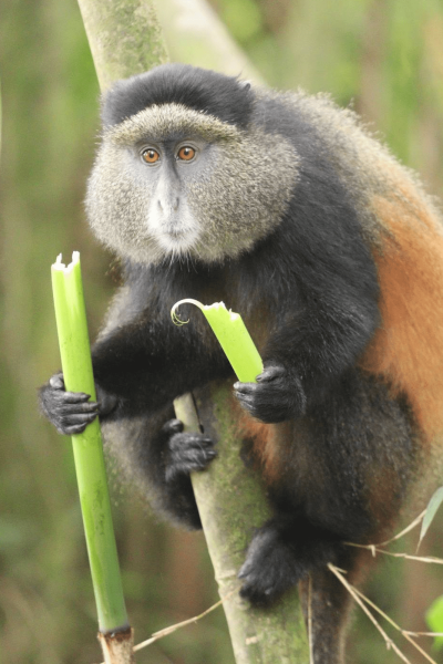 SAFARIS, PRIMATES AND CULTURAL TOUR IN RWANDA1