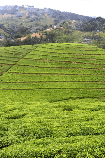 SAFARIS, PRIMATES AND CULTURAL TOUR IN RWANDA2
