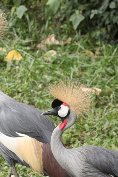 TEN DAYS OF SAFARIS, PRIMATES AND CULTURAL TOUR IN RWANDA