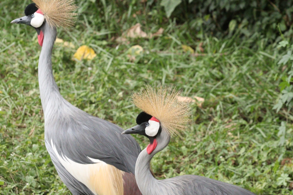 TEN DAYS OF SAFARIS, PRIMATES AND CULTURAL TOUR IN RWANDA