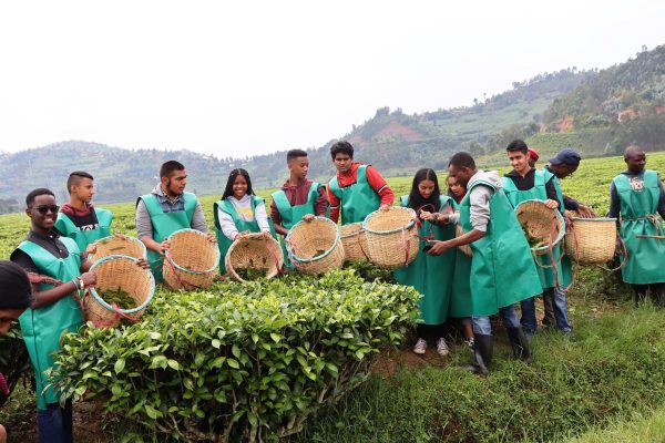 Tea-Processing-Experience-Rwanda