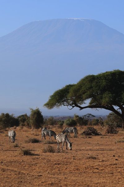 amboseli-kilimanjaro-view-wildlife-game-drive