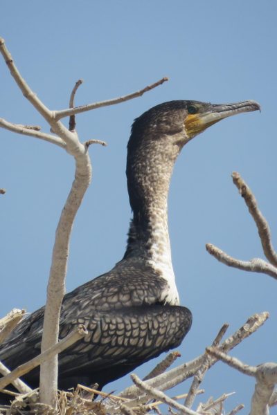 bird2senegal