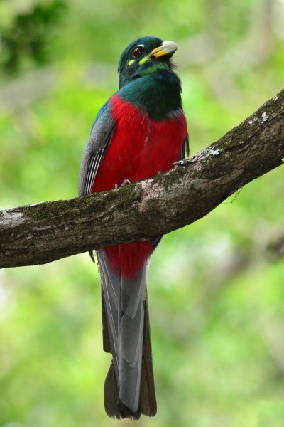 birding-east-south-africa-1