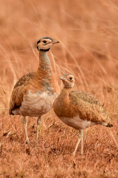 birding-east-south-africa-3