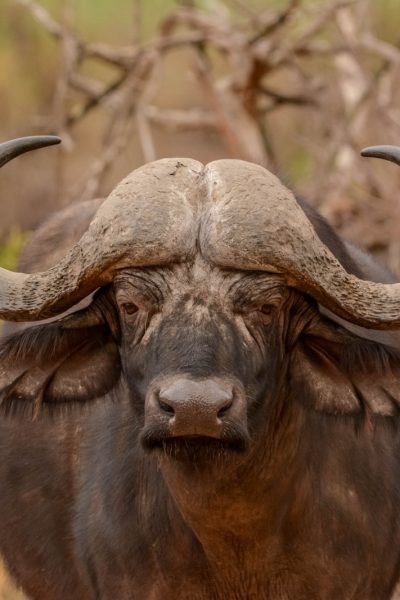 birding-east-south-africa-4