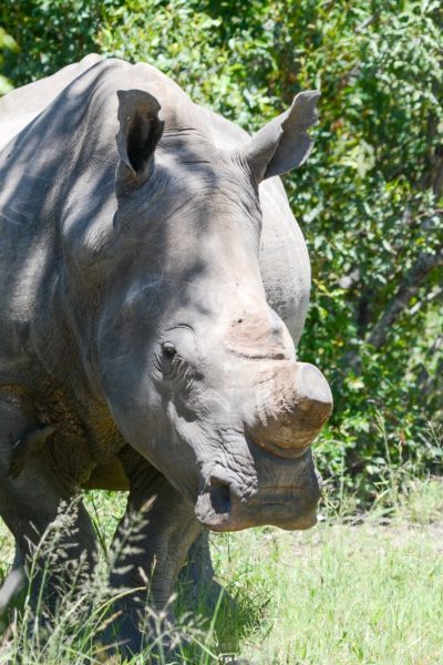 birding-east-south-africa-8