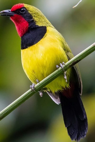 birding-educational-tours-rwanda-safari birding-educational-tours-rwanda-safari