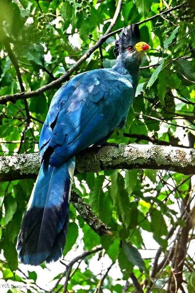birding-rwanda-024