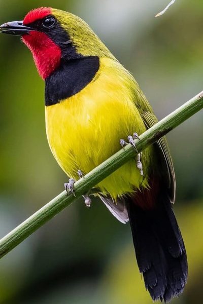 birding-rwanda-027