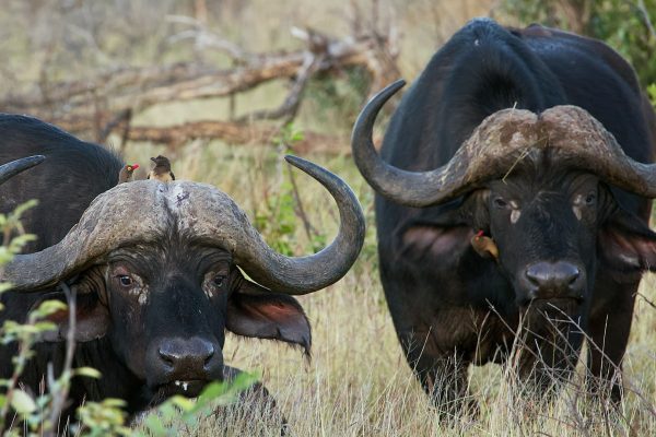 buffalo-springs-samburu