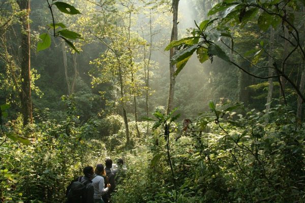 bwindi-gorilla-trekking