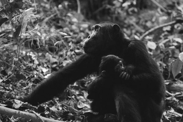 chimpanzee-uganda-safari-tours