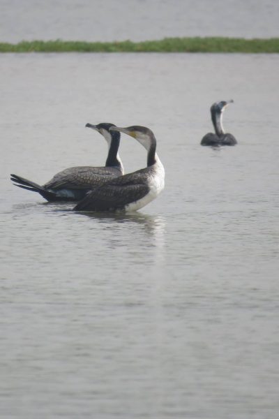 ducksenegal