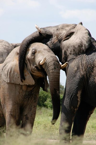 elephants-playing-kenya-safari