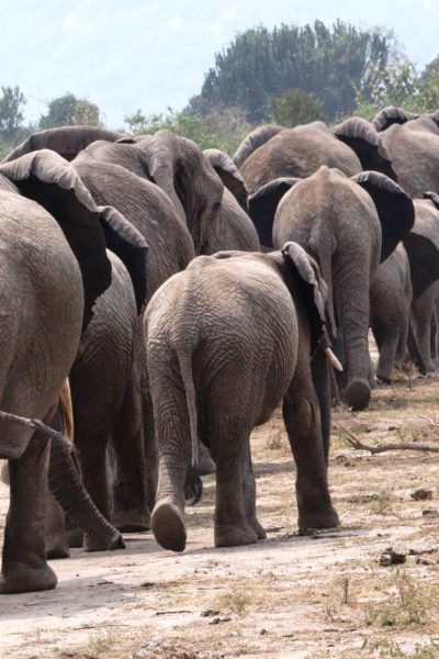elephanttz