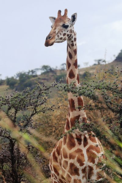 girraffetz