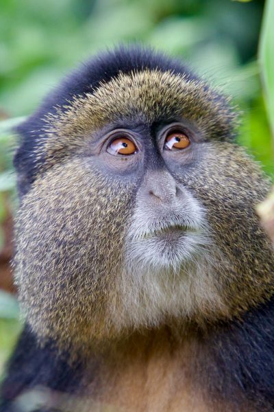 golden-monkey-birding-rwanda