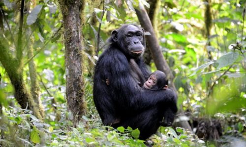 kabale-forest-gorilla-trekking