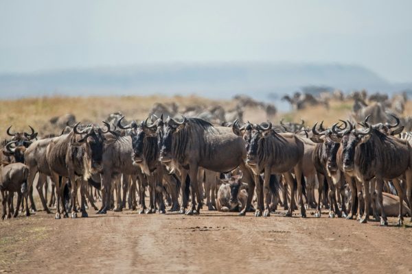 kenya-wildlife-safari-rwanda-educational-tours