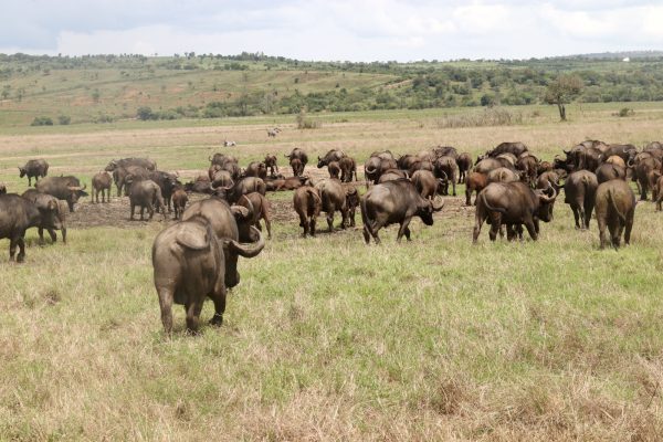 kenya1
