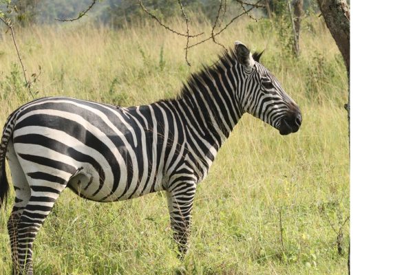 kenya3